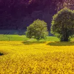 Agricoltura: Imprudente promuove il fagiolo tondino del Tavo, eccellenza di nicchia