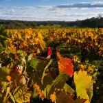 Vitivinicoltura, dalla Regione 6 milioni per rinnovare i vigneti abruzzesi