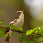 Pescara, Parco Michetti torna a vivere: interventi in corso per decoro e sicurezza