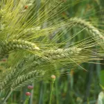 Abruzzo, via libera a legge sull’agricoltura sociale e fondi per il settore