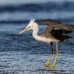 Pescara, chiuse le golene nord e sud dopo il superamento del livello di allarme del fiume